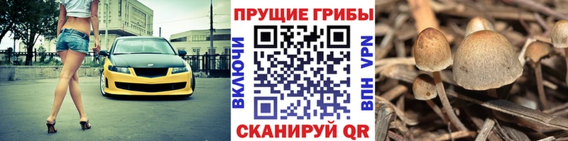 Купить  Зерноград  Галлюциногенные грибы прущие грибы 